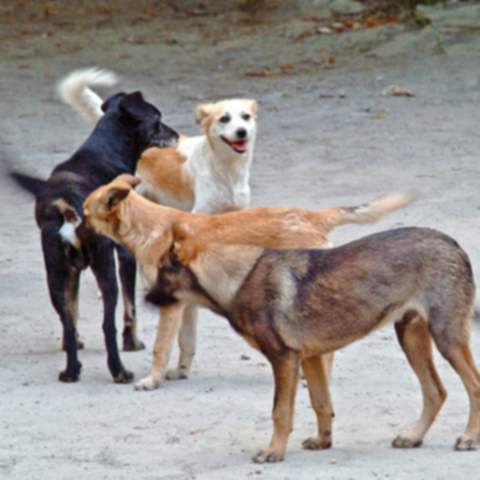 Pentru fiecare câine sterilizat, medicii veterinari ar putea primi 60 de lei