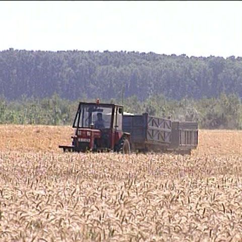 Începând de sâmbătă, transporturile de grâu sunt monitorizate de Poliţie 