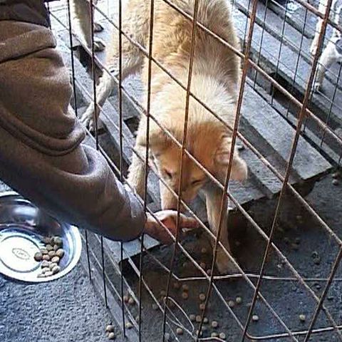 În 2008, tariful de revendicare a câinilor era 150 lei, acum e doar 50 de lei