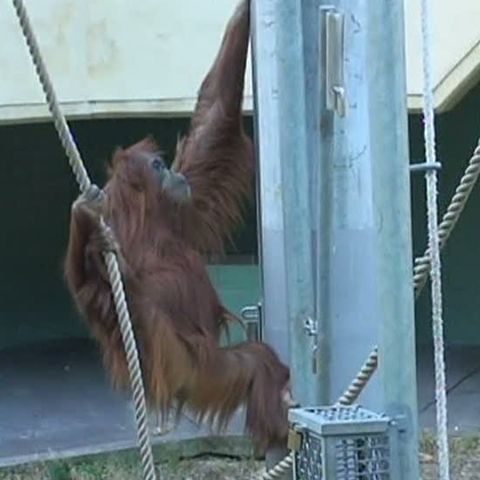 Un urangutan a încercat să evadeze din grădina zoologică - VEZI VIDEO 