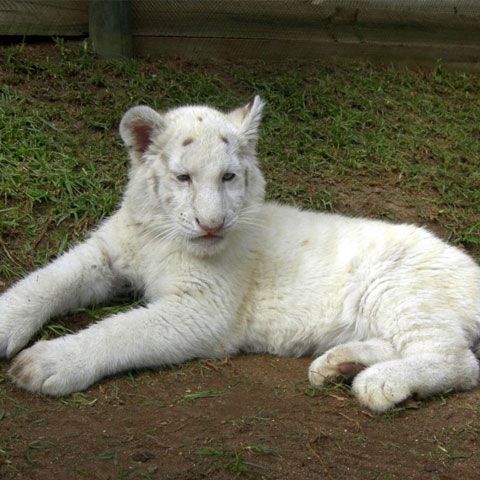 Fareeda, un pui de tigru alb care nu are dungi - VEZI FOTO