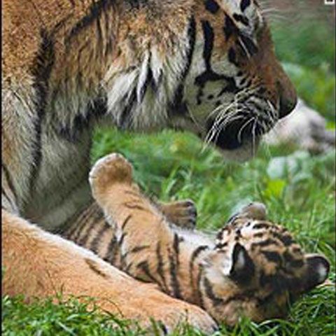 O rezervaţie de tigri din India nu mai are... tigri