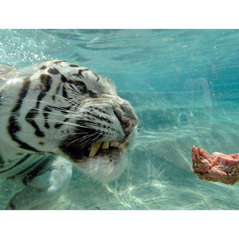 Cele mai frumoase fotografii cu animale, săptămâna 13-19 iulie 2009