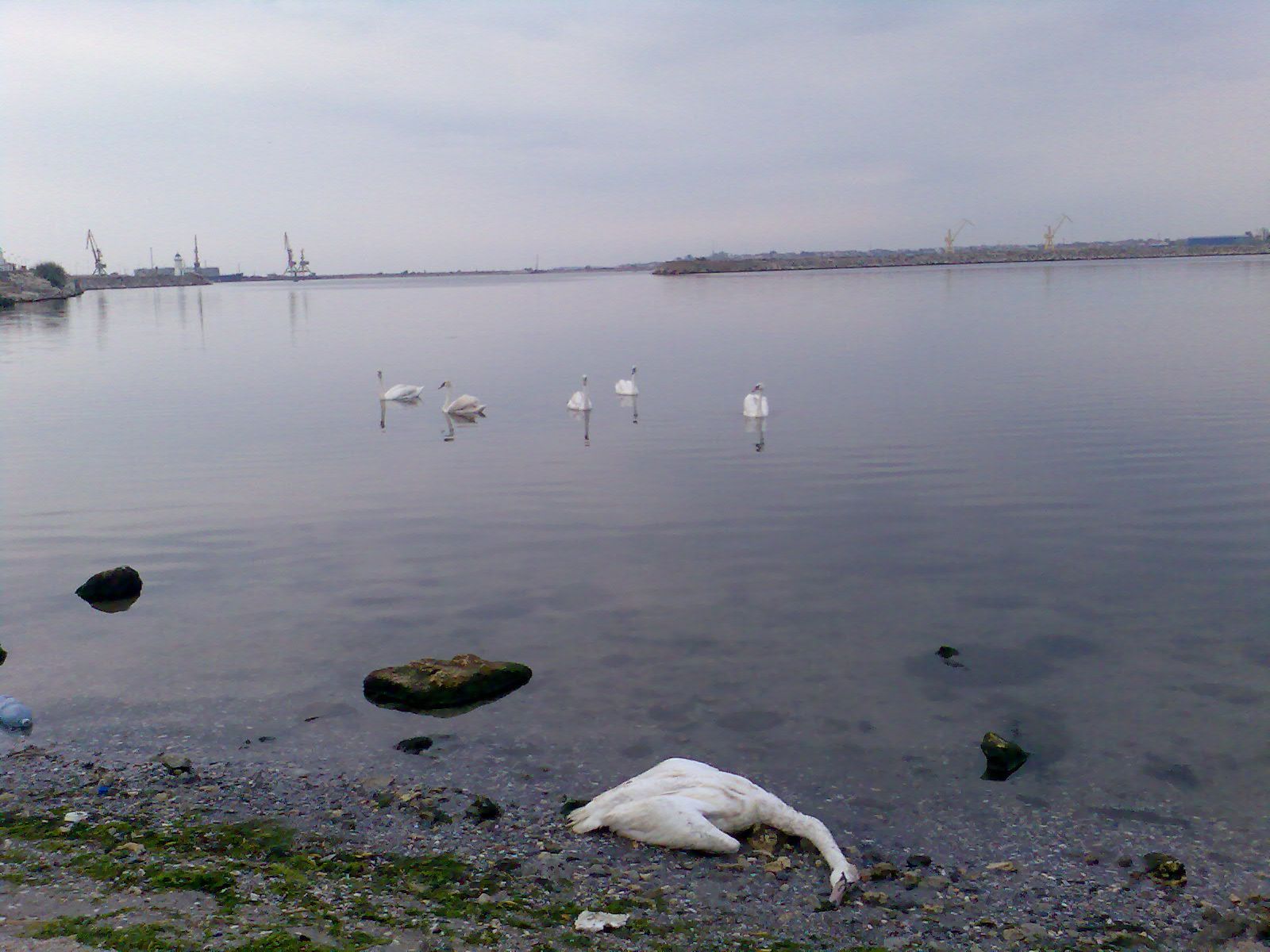 Lebede moarte pe plaja din Mangalia