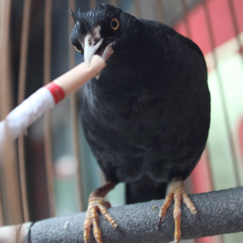 O pasăre Myna din China s-a apucat de fumat