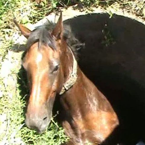 Pompierii suceveni au salvat un cal căzut într-un puţ