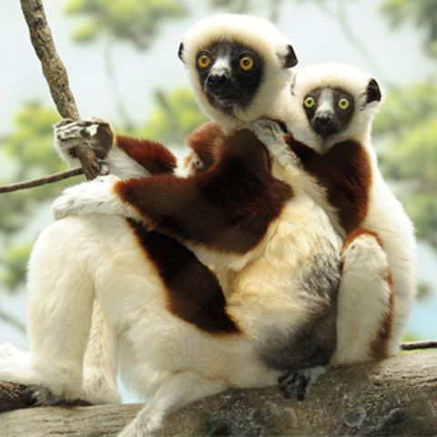 Madagascarul se mută în SUA: Cinci pui de lemur s-au născut la Zoo Bronx - VEZI FOTO
