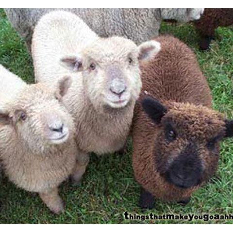 Oile miniaturale fac vinul ecologic