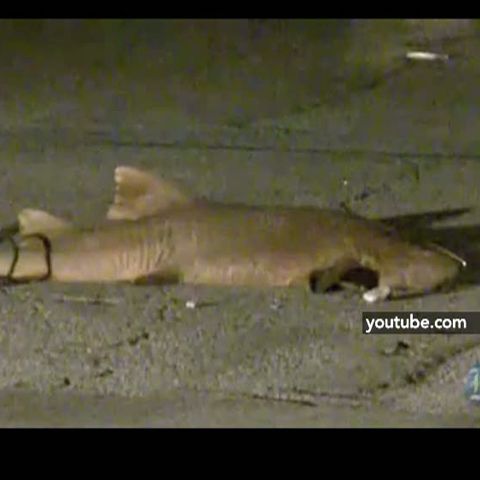Doi bărbaţi au abandonat un rechin pe o stradă din Miami 