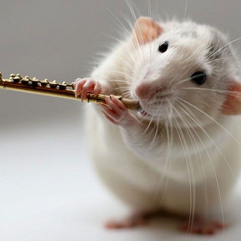 Doi hamsteri cântă la mai multe instrumente muzicale