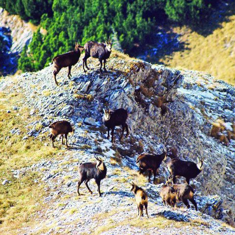 Natura 2000: Multe situri protejate sunt gestionate necorespunzător, România ar putea fi sancţionată