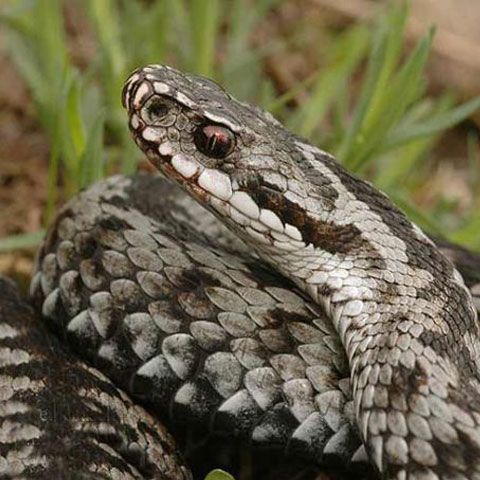 Spitalului Judeţean din Piteşti s-a aprovizionat cu ser antiviperin, după ce o fată a fost muşcată de viperă în Munţii Făgăraş
