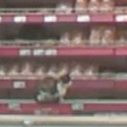 Pisicile mănâncă nestingherite din galantarele unui supermarket din Capitală
