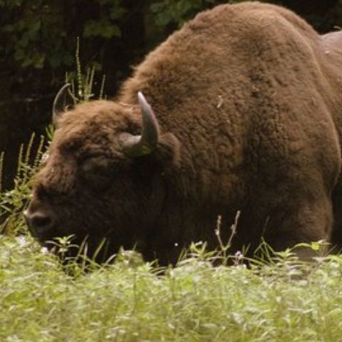 Zimbrul, ameninţat în continuare cu extincţia