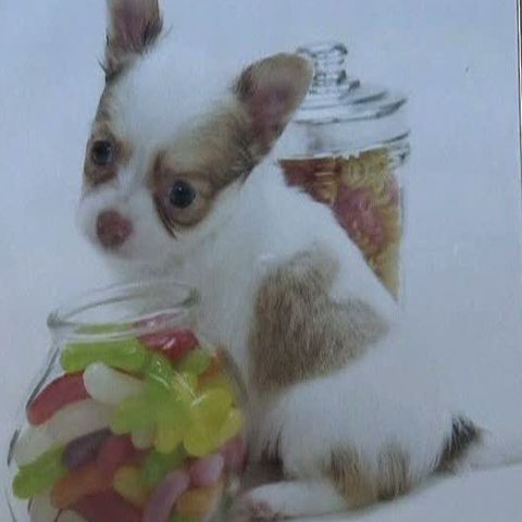 Un pui de chihuahua s-a născut cu o pată sub formă de inimă pe blăniţă 