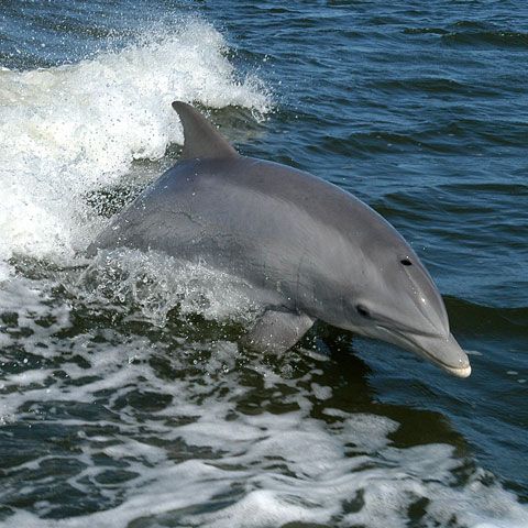 Un delfin mort a fost găsit în apele de la Eforie Sud