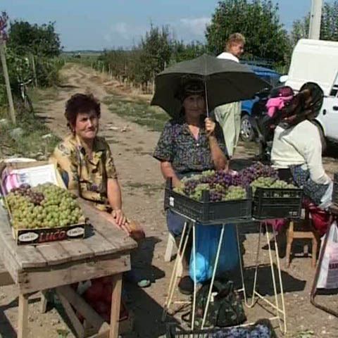 Recolta de struguri e bogată, dar clienţii lipsesc în Vrancea