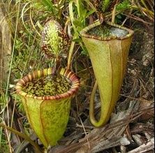 O plantă carnivoră recent descoperită, atât de mare încât poate înghiţi un şobolan