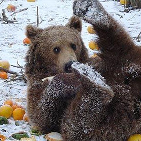 România ar putea da 480.000 euro pentru un registru naţional integrat al speciilor, conform cererii UE