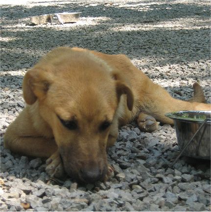 REALITATEA.NET MAGAZIN: Primăria Capitalei evită să spună câţi câini comunitari există în Bucureşti