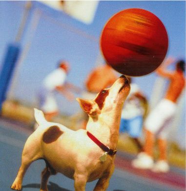 Grătarul de pe zidul blocului, urmărirea de căruţe şi căţelul baschetbalist, la FUNNY pe NET 25