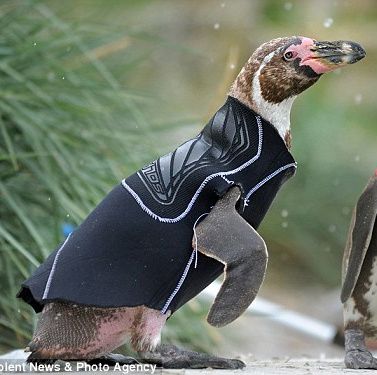 Un pinguin fără pene are costum de baie - GALERIE FOTO