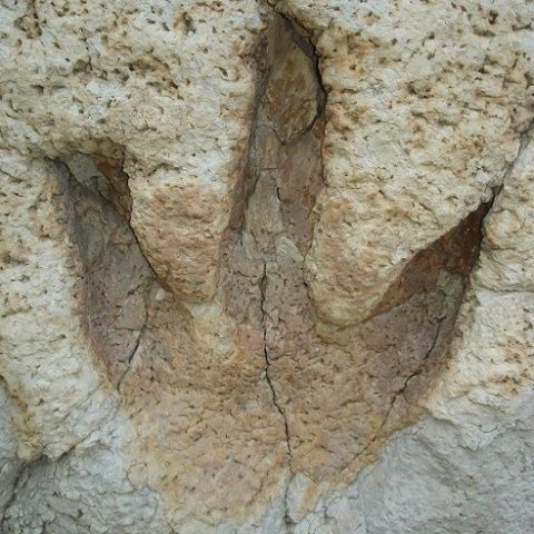 Au fost descoperite cele mai mari urme de dinozaur - VEZI FOTO