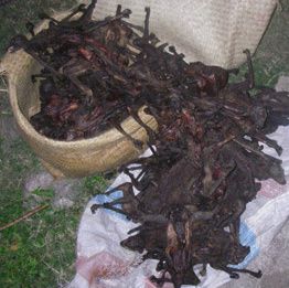 Lemurii din Madagascar sunt măcelăriţi şi afumaţi - ATENŢIE, IMAGINI ŞOCANTE