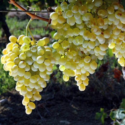 Viticultorii vor să blocheze drumul european E85