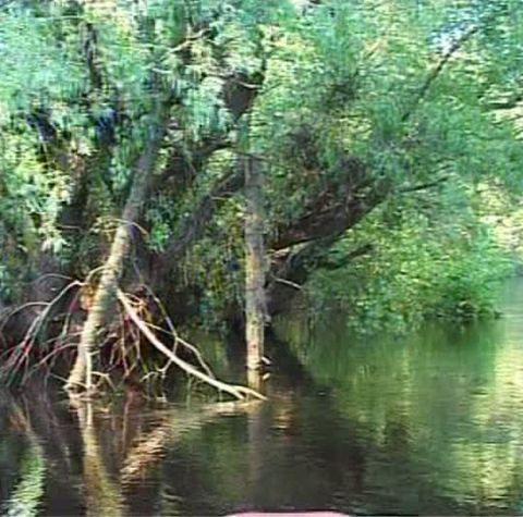 La pescari