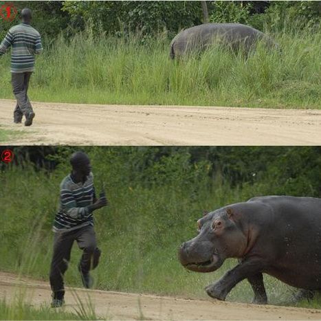 Un hipopotam înfometat îl aleargă pe paznicul ce i-a întrerupt ospăţul - VEZI FOTO