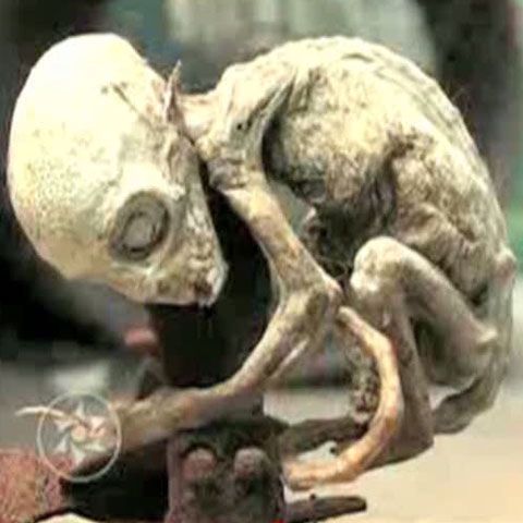 Noi dovezi ale existenţei extratereştrilor: o creatură ciudată, descoperită într-un sat din Mexic. VEZI VIDEO