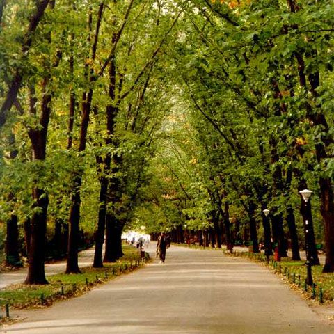 Aleea \"Michael Jackson\", inaugurată sâmbătă în Parcul Herăstrău. Cum comentaţi?