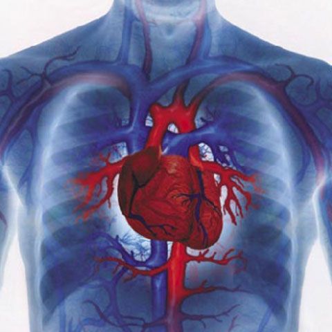 Persoanele care au coapse groase au un risc mai scăzut de boli cardiovasculare
