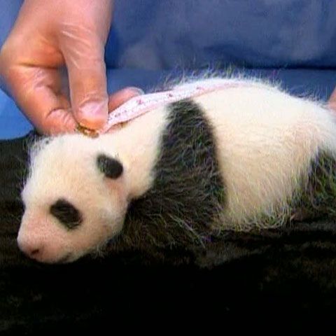 Un pui de panda este vedeta grădinii zoologice din San Diego, în SUA 