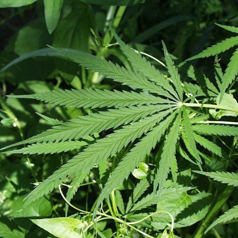 "Iarba legală", primul pas către heroină
