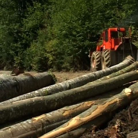 Defrişările au scăpat de sub control în nordul judeţului Harghita