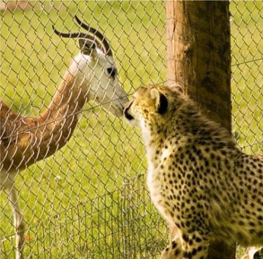 O gazelă şi un leopard au devenit cei mai buni prieteni 