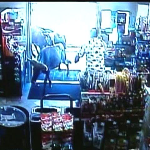 Două vaci au intrat într-un magazin din SUA şi s-au plimbat printre rafturi 