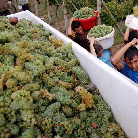 Viticultorii din Vrancea au protestat în stradă