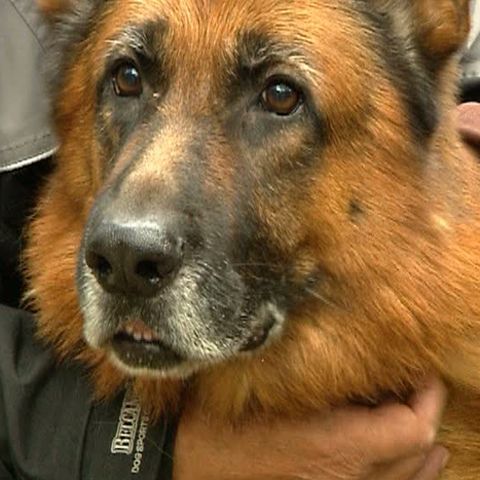 Un concurs de frumuseţe canină a avut loc în Parcul Tei