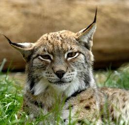 Animăluţele de la Zoo Bucureşti pot fi urmărite live pe internet, prin Digital Zoo