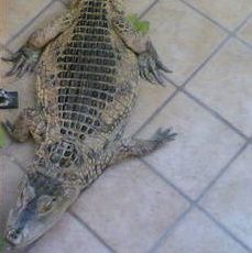 Crocodilul mafiot, folosit pentru a teroriza oamenii, a fost prins în Italia