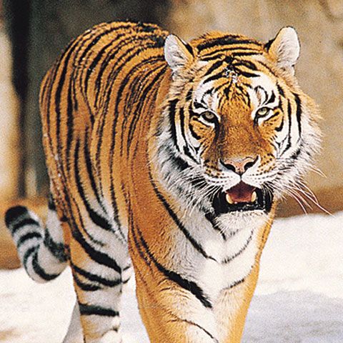 Doi tigri bengalezi de la Grădina Zoo din Hunedoara au scăpat din cuşcă. Cele două animale au fost prinse după mai multe ore de căutări