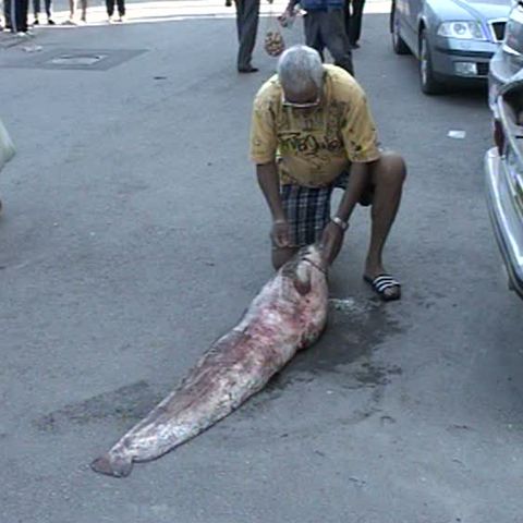 Un pescar din Galaţi a prins un somn de 60 de kilograme 