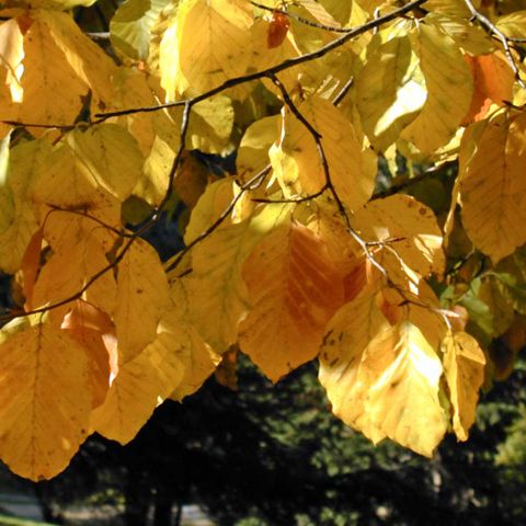 Temperaturile scad de astăzi în majoritatea regiunilor. VEZI PROGNOZA METEO