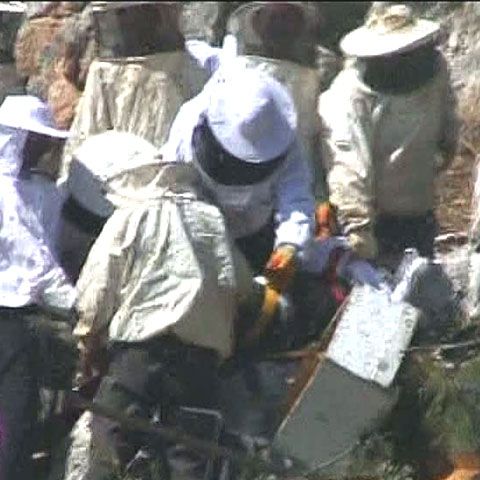 Victimele unui accident rutier din Turcia, atacate de sute de albine 