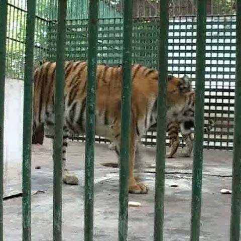 Anchetă la grădina zoologică din Hunedoara pentru a descoperi cum au scăpat doi tigri din cuşti