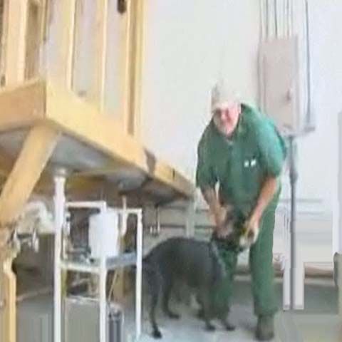 Deţinuţii din New York dresează câini care ajută orbii sau veteranii de război