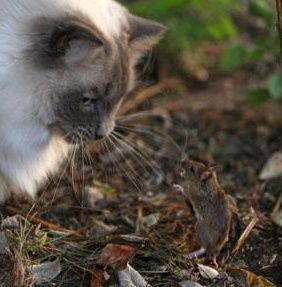 Cel mai curajos şoricel: A înfruntat o pisică şi a câştigat - VEZI FOTO